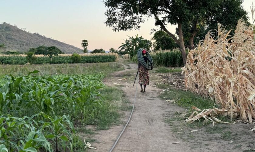 "Plus rien ne pousse" : au Malawi : manger, un combat quotidien dû au dérèglement climatique