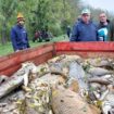 Pollution du canal du Loing : du saccharose en quantité dans l’eau fatale à des milliers de poissons