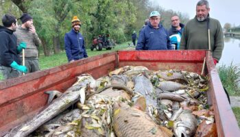 Pollution du canal du Loing : du saccharose en quantité dans l’eau fatale à des milliers de poissons