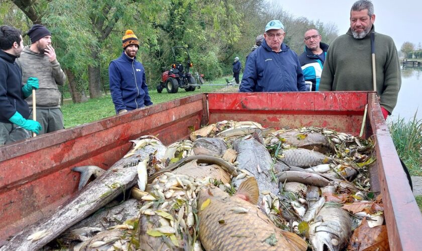 Pollution du canal du Loing : du saccharose en quantité dans l’eau fatale à des milliers de poissons