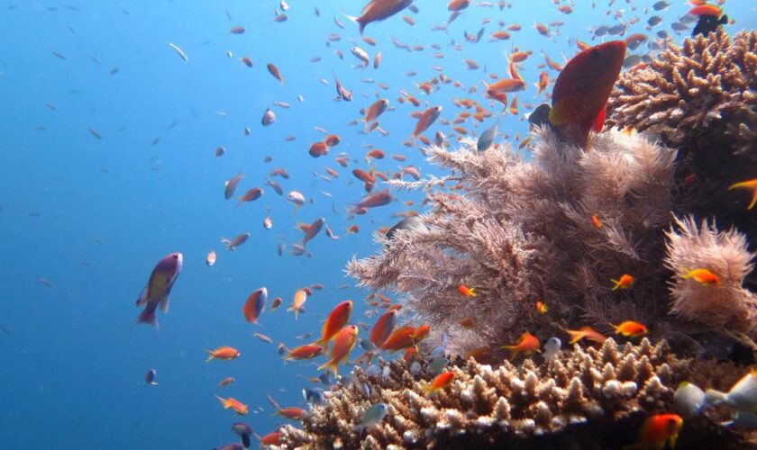 Quand ils sont en bonne santé, les poissons tropicaux contribuent simultanément au bien-être de la nature et des hommes