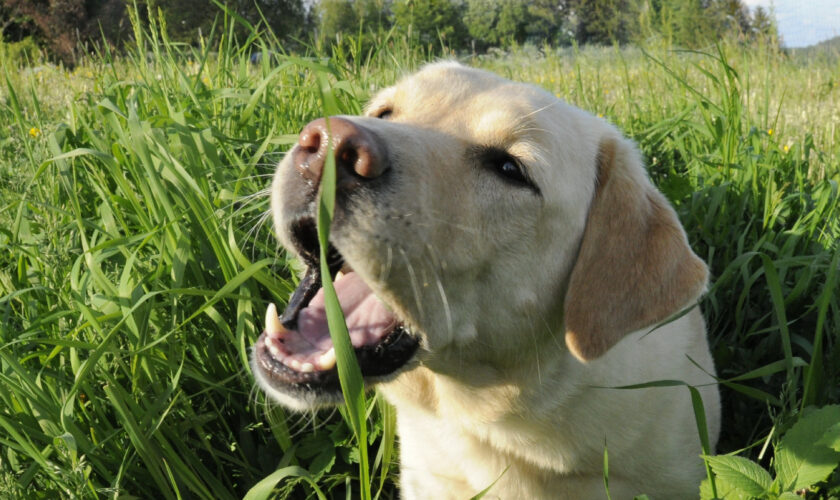 Que faire si votre chien se délecte d'herbes et de crottes pendant sa promenade?