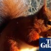 Red squirrels to vanish from England unless vaccine against squirrelpox funded