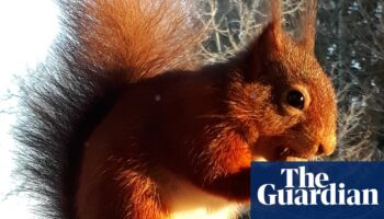 Red squirrels to vanish from England unless vaccine against squirrelpox funded