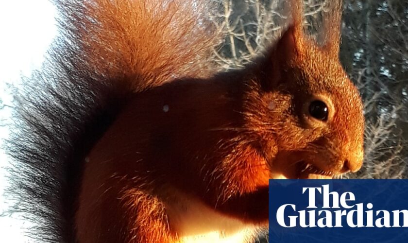 Red squirrels to vanish from England unless vaccine against squirrelpox funded