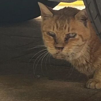 Rescue cat's mind-blowing transformation after spending seven years on the streets