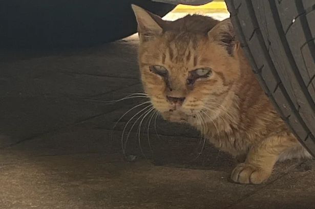 Rescue cat's mind-blowing transformation after spending seven years on the streets