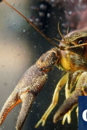 Rescue mission begins after mysterious crayfish deaths in Northumberland