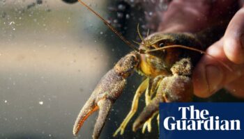 Rescue mission begins after mysterious crayfish deaths in Northumberland