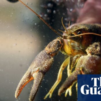 Rescue mission begins after mysterious crayfish deaths in Northumberland