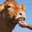 Salon de l’agriculture : Oupette, vache limousine de la Vienne, désignée égérie de la prochaine édition