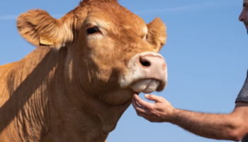 Salon de l’agriculture : Oupette, vache limousine de la Vienne, désignée égérie de la prochaine édition