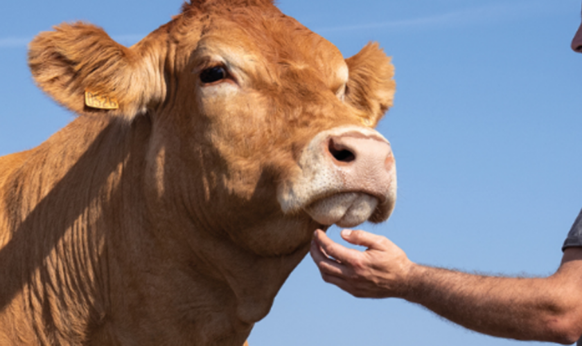 Salon de l’agriculture : Oupette, vache limousine de la Vienne, désignée égérie de la prochaine édition