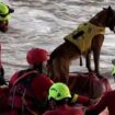 Spanien: Rettungskräfte suchen mit Spürhunden und Schlauchbooten nach vermissten Flutopfern