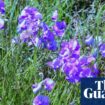 Spiky blue devils and chocolate lilies: Victorian grassland bursts with wildflowers after ecological ‘reset’