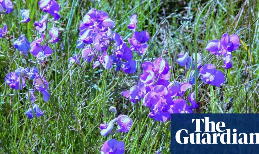 Spiky blue devils and chocolate lilies: Victorian grassland bursts with wildflowers after ecological ‘reset’