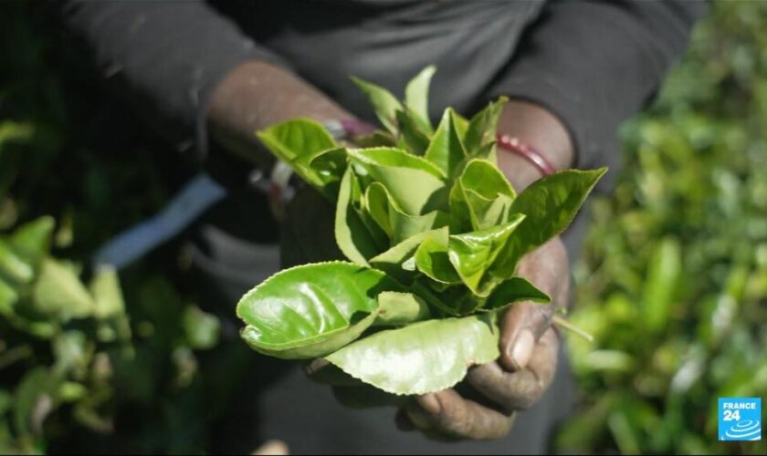 Sur les traces du thé sri lankais, des collines verdoyantes aux tasses du monde