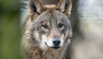 Wölfe werden auch in NRW als Problem gesehen. (Symbolbild) Foto: picture alliance / Bernd Thissen/dpa