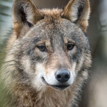 Wölfe werden auch in NRW als Problem gesehen. (Symbolbild) Foto: picture alliance / Bernd Thissen/dpa