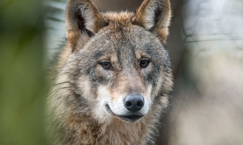 Wölfe werden auch in NRW als Problem gesehen. (Symbolbild) Foto: picture alliance / Bernd Thissen/dpa