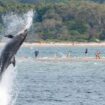 Travemünde: Delfin »Delle« ist ein Einzelgänger, quatscht aber trotzdem ganz schön viel