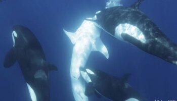 Un grupo de orcas desarrolla por primera vez una estrategia para cazar al tiburón más grande del mundo