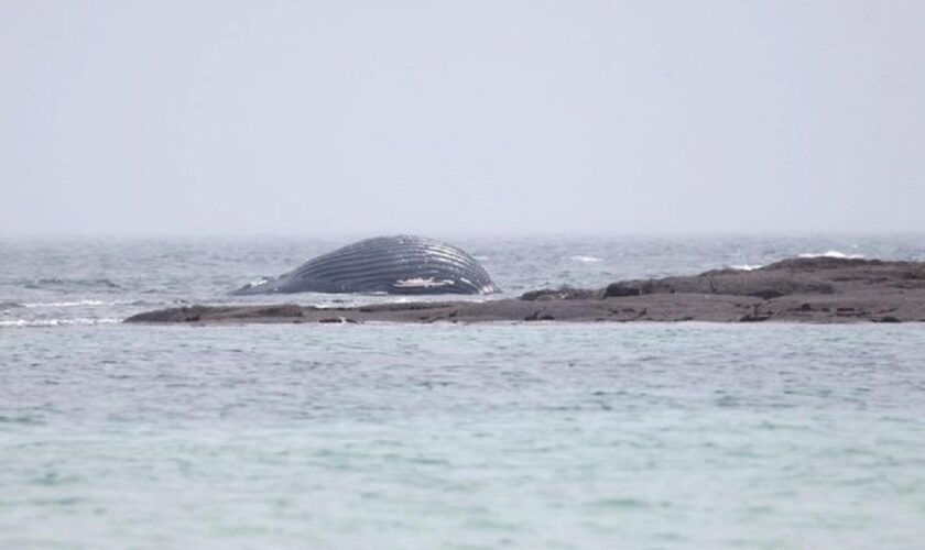 Une baleine retrouvée morte sur une plage de la Manche