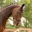 Une jument de compétition abattue dans la Nièvre par un chasseur, une enquête ouverte