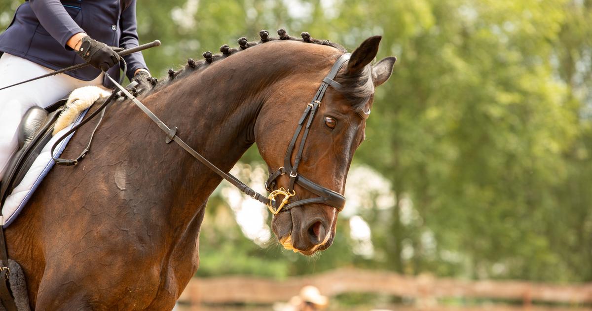 Une jument de compétition abattue dans la Nièvre par un chasseur, une enquête ouverte