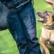 Nach einem Autounfall ist bei Burgdorf ein Polizeihund entlaufen. (Symbolbild) Foto: Mohssen Assanimoghaddam/dpa