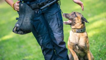 Nach einem Autounfall ist bei Burgdorf ein Polizeihund entlaufen. (Symbolbild) Foto: Mohssen Assanimoghaddam/dpa