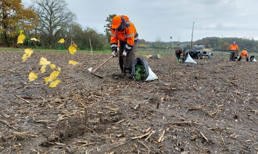 Val-d’Oise : malgré les aléas climatiques, la future forêt de Maubuisson s’enracine