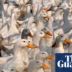 Victorian government criticised over ‘barbaric’ use of firefighting foam to kill 30,000 farmed ducks