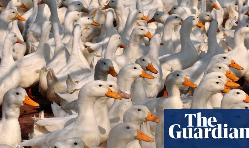 Victorian government criticised over ‘barbaric’ use of firefighting foam to kill 30,000 farmed ducks