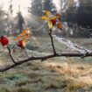 Nebel und kühles Wetter bringt die neue November-Woche in Baden-Württemberg. Foto: Thomas Warnack/dpa