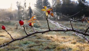 Nebel und kühles Wetter bringt die neue November-Woche in Baden-Württemberg. Foto: Thomas Warnack/dpa