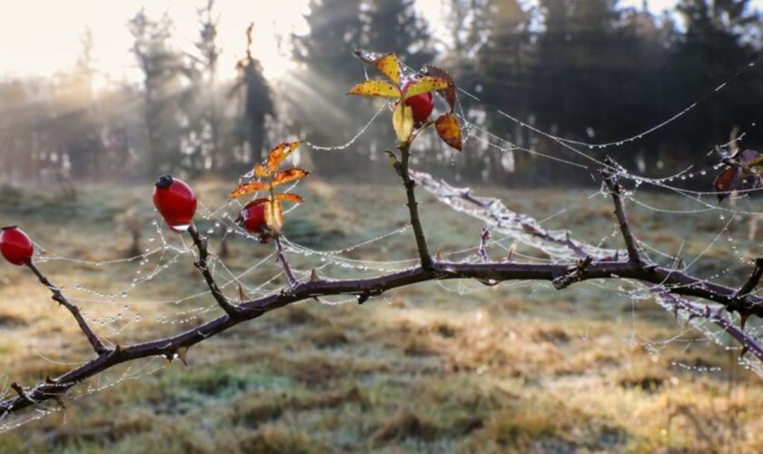 Nebel und kühles Wetter bringt die neue November-Woche in Baden-Württemberg. Foto: Thomas Warnack/dpa