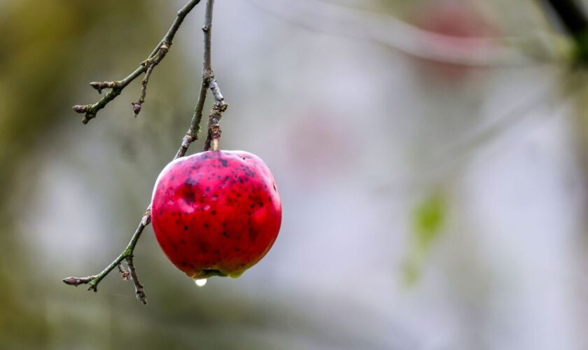 Die neue Woche startet mit Regen und Wind. Foto: Thomas Warnack/dpa