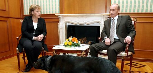 Wladimir Putin entschuldigt sich bei Angela Merkel für Labrador-Vorfall 2007