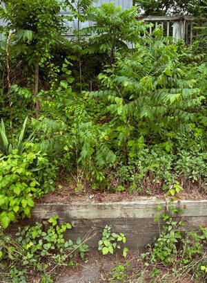 Woman quoted shocking amount for garden tidy - but it's transformed for free