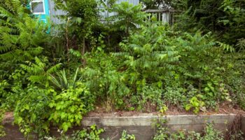 Woman quoted shocking amount for garden tidy - but it's transformed for free