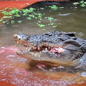 World's oldest crocodile Cassius– famous for Australian boat rampage – dies aged 120