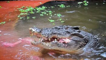 World's oldest crocodile Cassius– famous for Australian boat rampage – dies aged 120