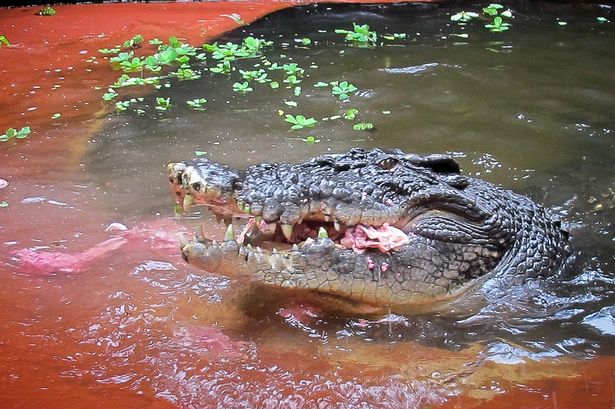 World's oldest crocodile Cassius– famous for Australian boat rampage – dies aged 120