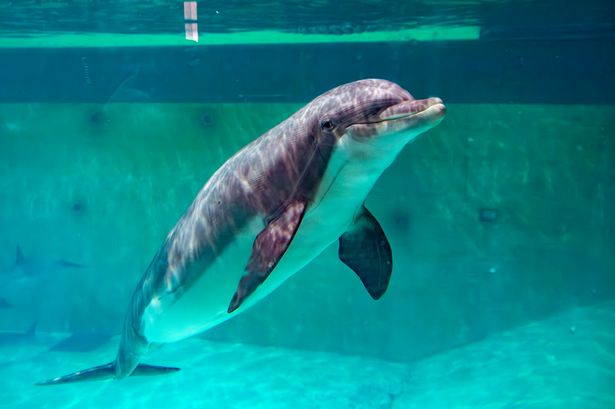 World's saddest dolphin heard 'talking to himself' due to lack of friends, say experts