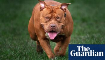 XL bully dog put down after fatal attack on North Yorkshire girl, 10