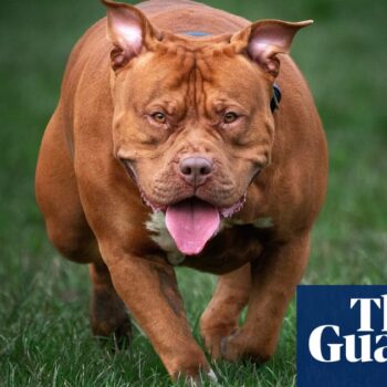 XL bully dog put down after fatal attack on North Yorkshire girl, 10