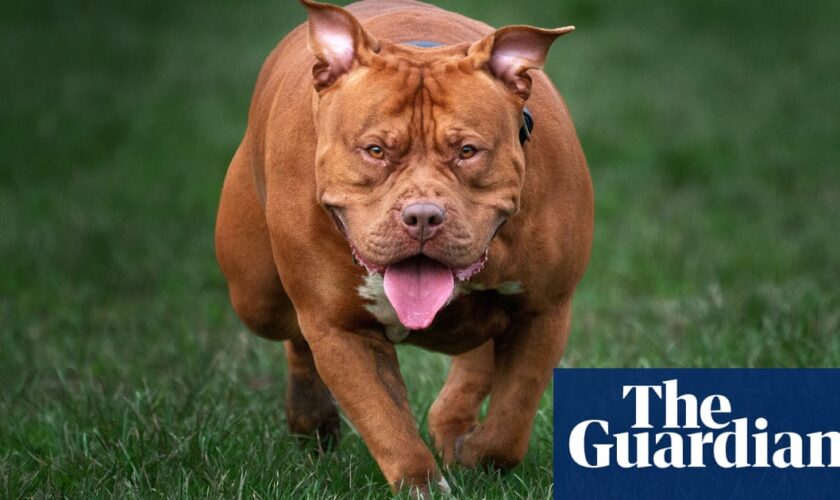 XL bully dog put down after fatal attack on North Yorkshire girl, 10