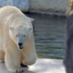 Im Zoo hört man immer wieder eine Baby-Bärenstimme. Was ist mit dem zweiten Jungtier? Foto: Timo Deible/Zoo Karlsruhe/dpa