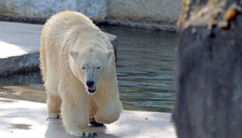 Im Zoo hört man immer wieder eine Baby-Bärenstimme. Was ist mit dem zweiten Jungtier? Foto: Timo Deible/Zoo Karlsruhe/dpa